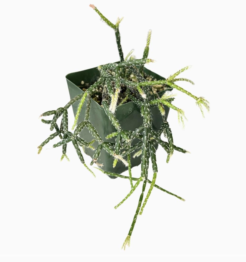 4" Coral Cactus- Rhipsalis Pilocarpa
