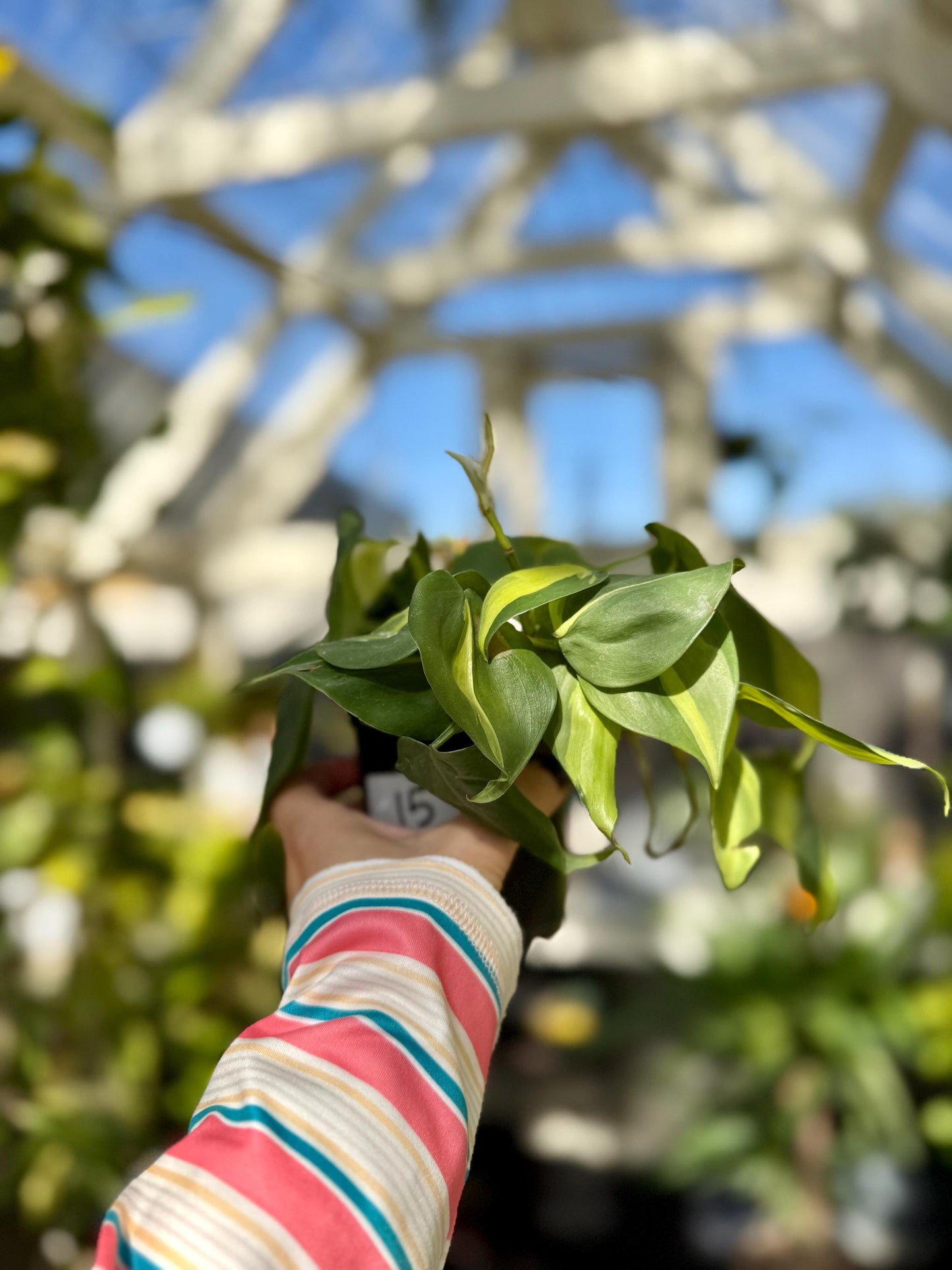 4" Philodendron Brasil