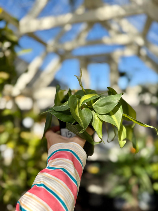 4" Philodendron Brasil