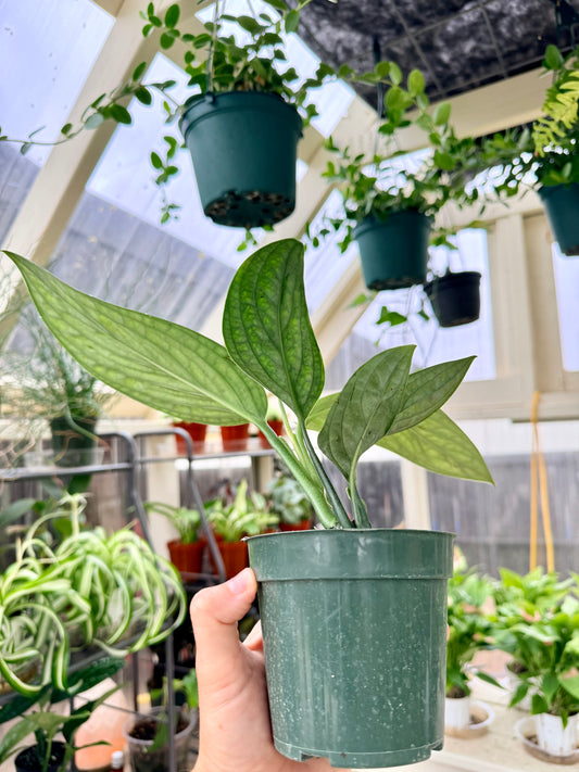 Monstera Peru