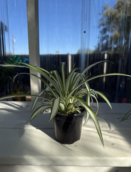 4" Spider Plant: White & Green Striped Leaves, Pet-Safe