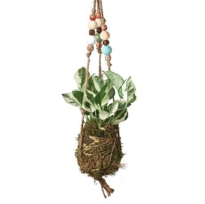 Pothos N’Joy Kokedama | Japanese Moss Ball Plant | Hanging Houseplant