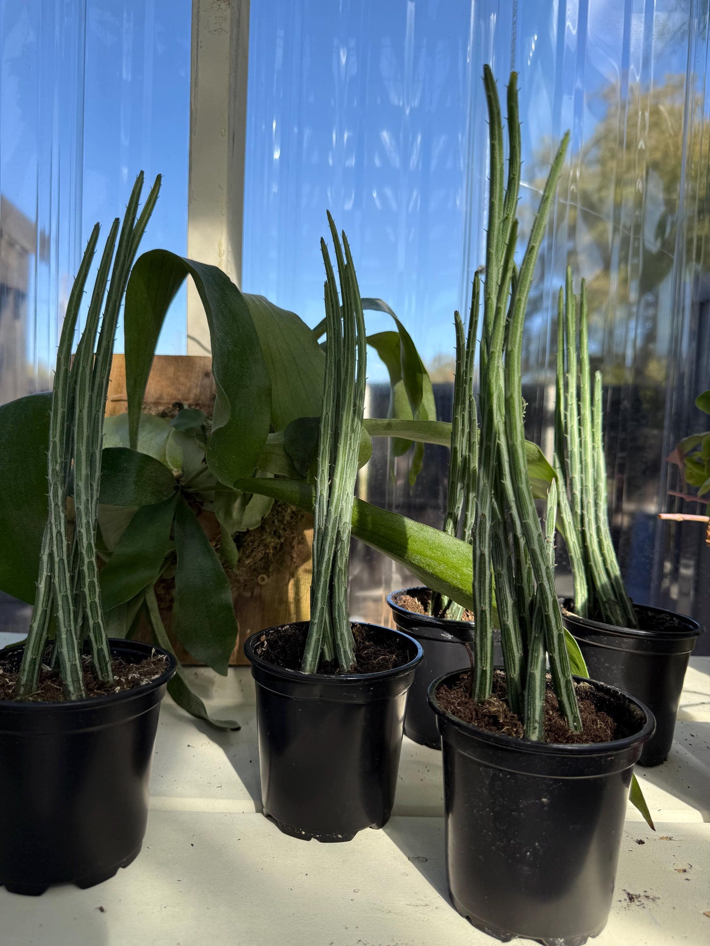 4" Pickle Plant - Senecio Stapleliiformis