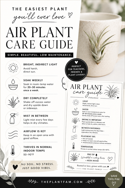 The Easiest Plant You’ll Ever Love: Air Plant Care Guide
