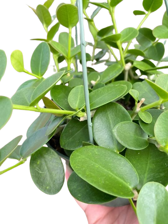 Hoya Cumingiana - 6" Pot