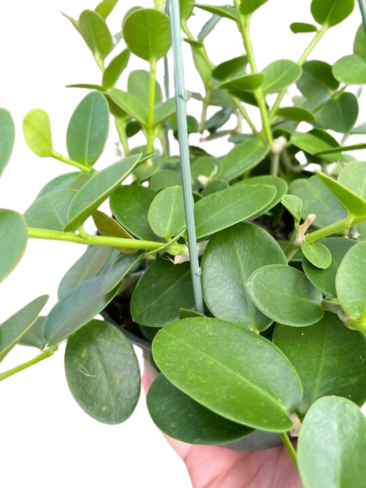 Hoya Cumingiana - 6" Pot