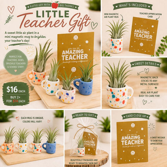 Mini Magnetic Air Plant Mug - Gift Bundle - Teacher Appreciation