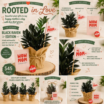Black Raven ZZ  | Mother’s Day Plant | Gift for Plant Lover