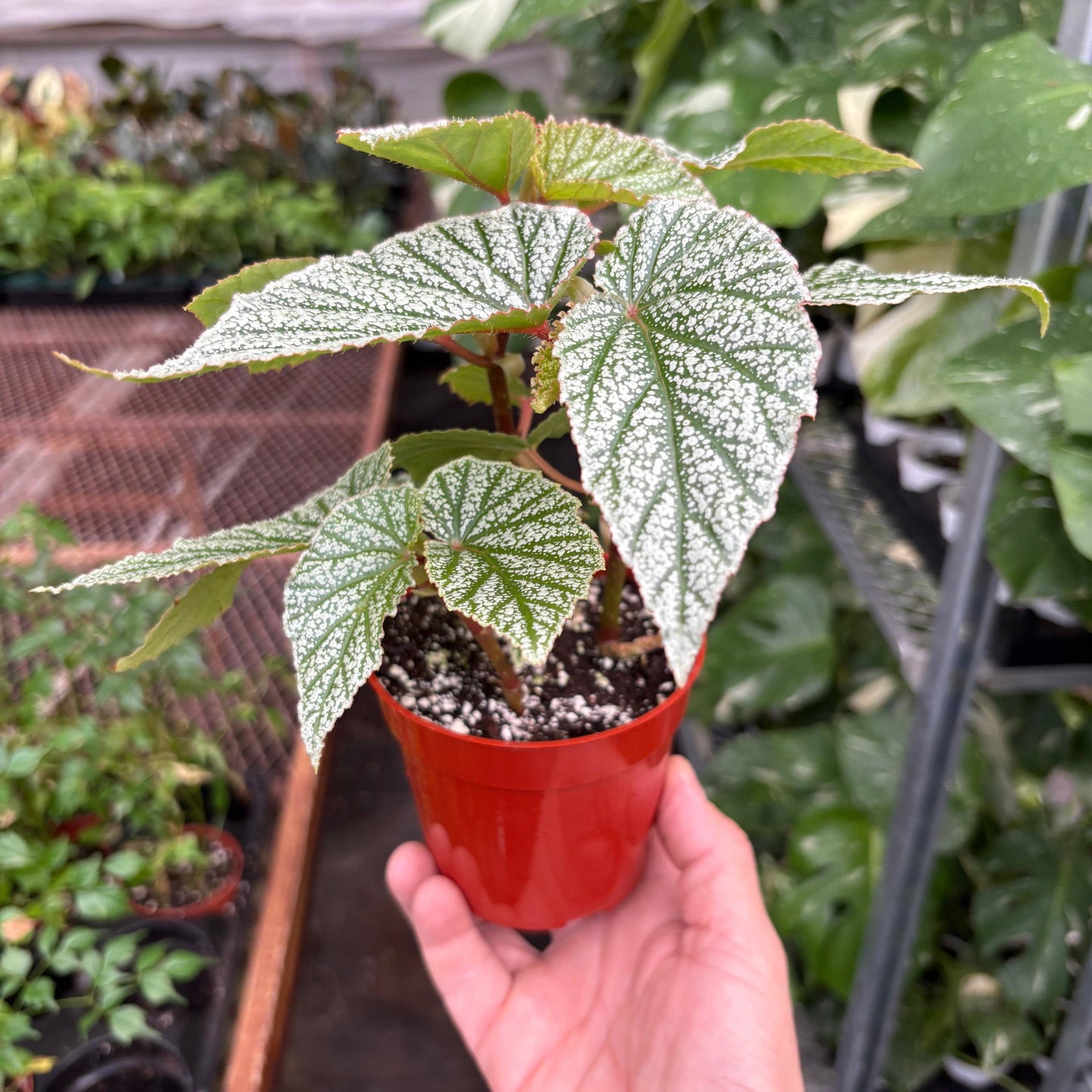 Begonia 'Frosty'