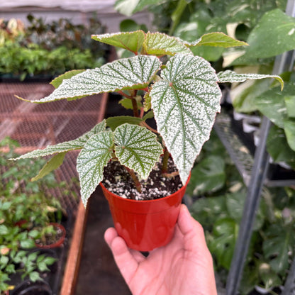 Begonia 'Frosty'
