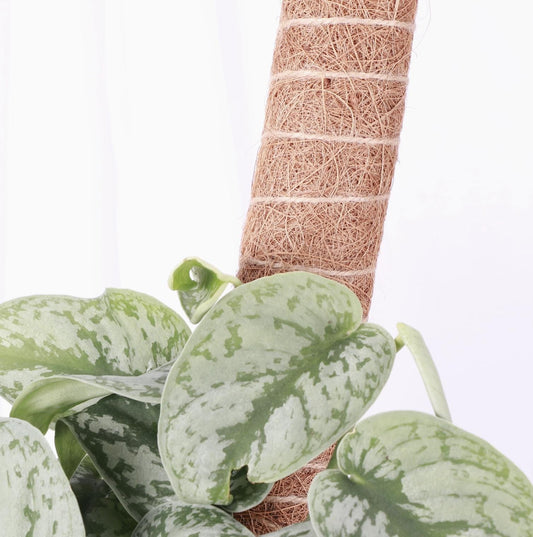 Coco Fiber Grow Pole For Houseplants