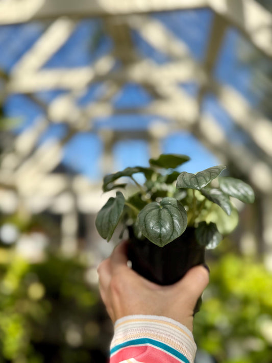 4" Peperomia Frost