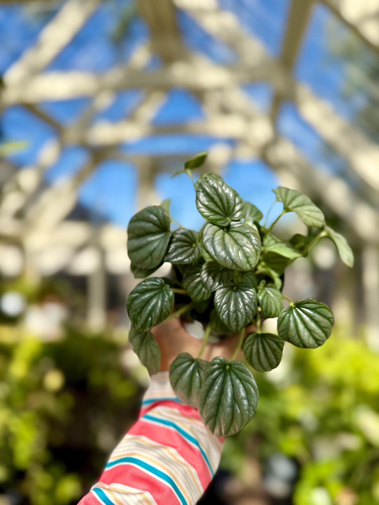 4" Peperomia Frost