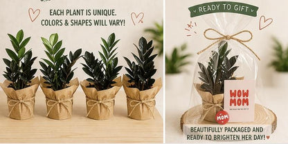 Black Raven ZZ  | Mother’s Day Plant | Gift for Plant Lover