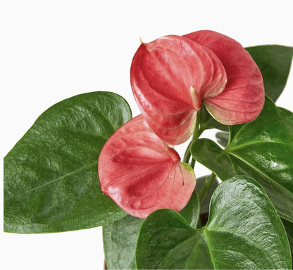 Anthurium Plant Gift Box for Mom | Mother’s Day Flowering Houseplant