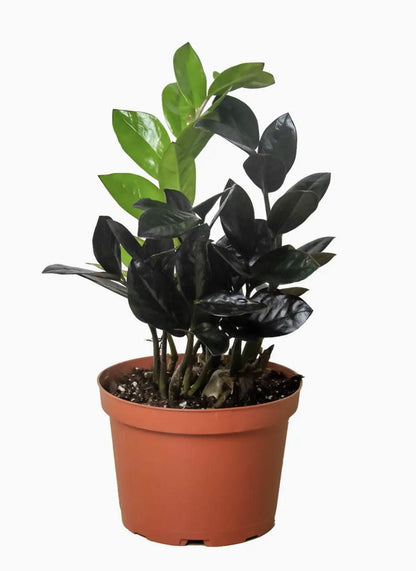 Black Raven ZZ  | Mother’s Day Plant | Gift for Plant Lover