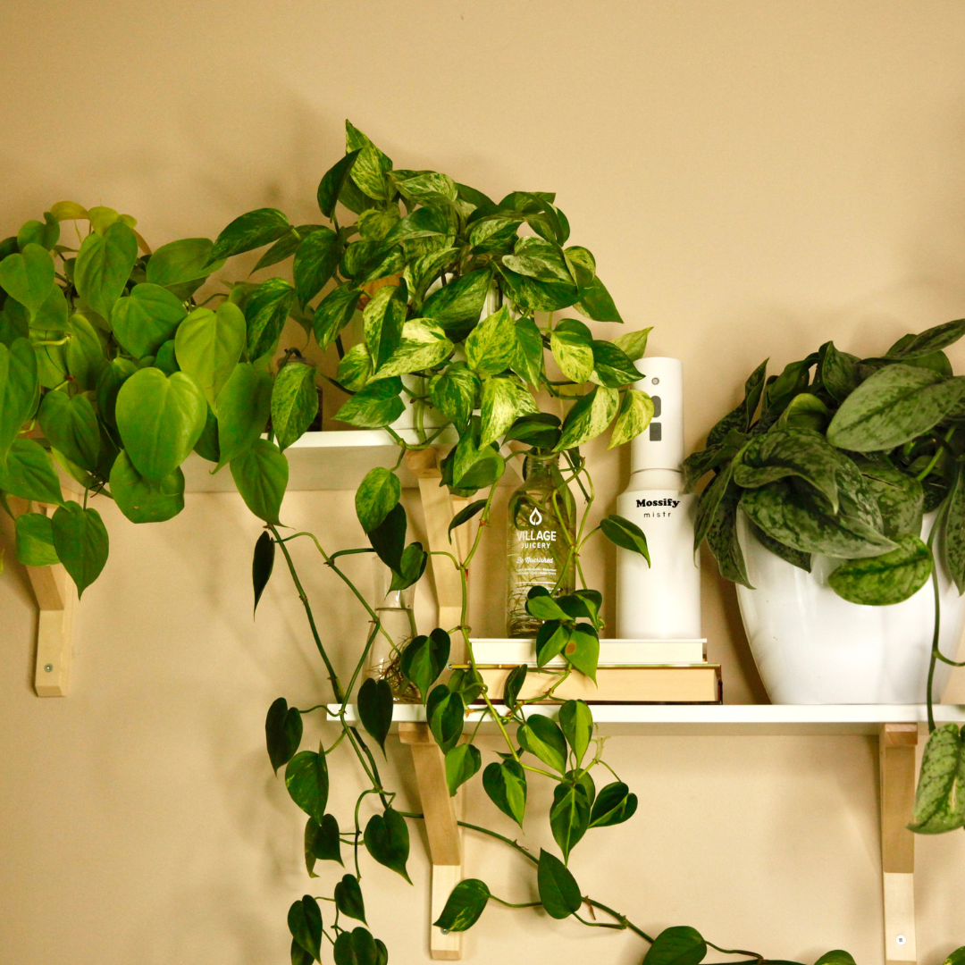 Mossify mistr – Automatic & Rechargeable Mister for Plants