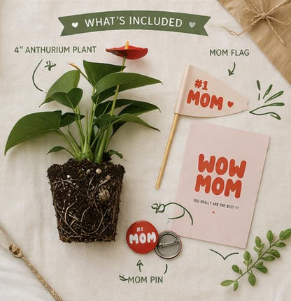 Anthurium Plant Gift Box for Mom | Mother’s Day Flowering Houseplant