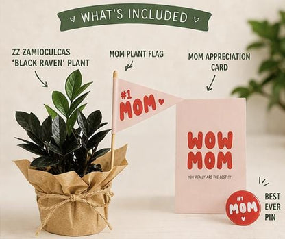 Black Raven ZZ  | Mother’s Day Plant | Gift for Plant Lover