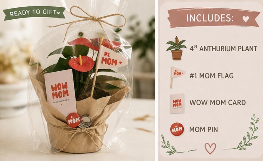 Anthurium Plant Gift Box for Mom | Mother’s Day Flowering Houseplant