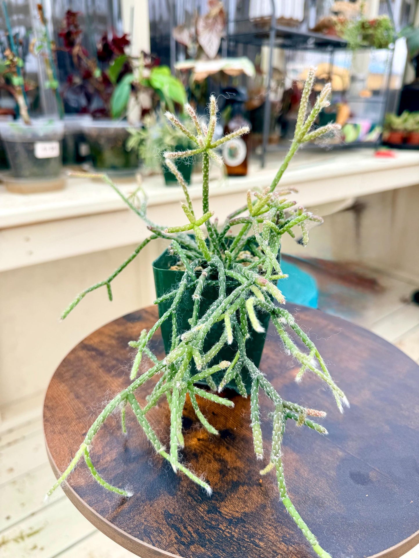 4" Coral Cactus- Rhipsalis Pilocarpa