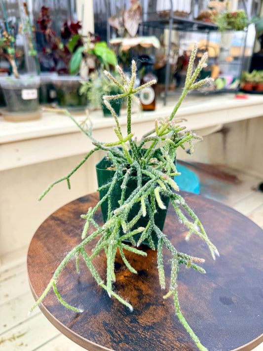 4" Coral Cactus- Rhipsalis Pilocarpa