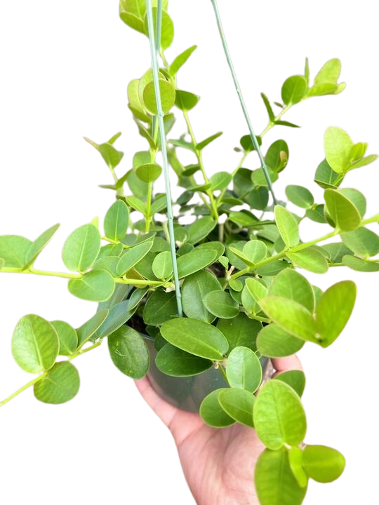 Hoya Cumingiana - 6" Pot