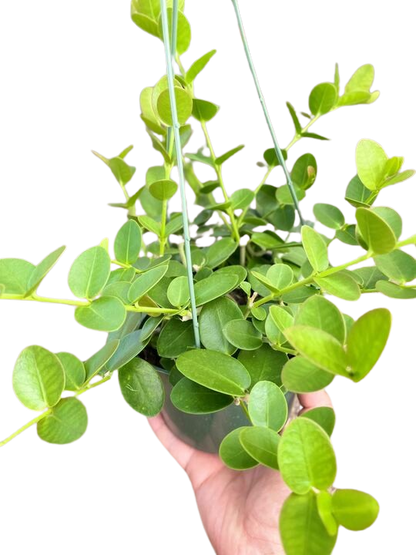 Hoya Cumingiana - 6" Pot
