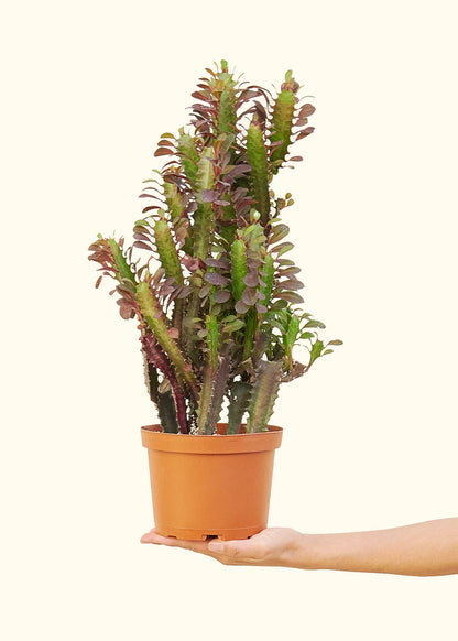 6" African Milk Tree Live Plant