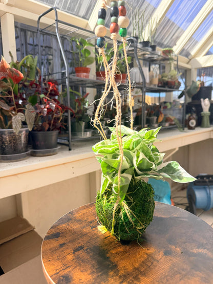 Pothos N’Joy Kokedama | Japanese Moss Ball Plant | Hanging Houseplant
