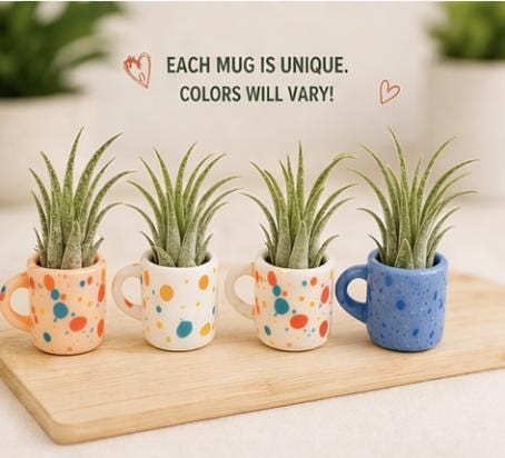 Mini Magnetic Air Plant Mug - Gift Bundle - Teacher Appreciation