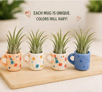 Mini Magnetic Air Plant Mug - Gift Bundle - Teacher Appreciation