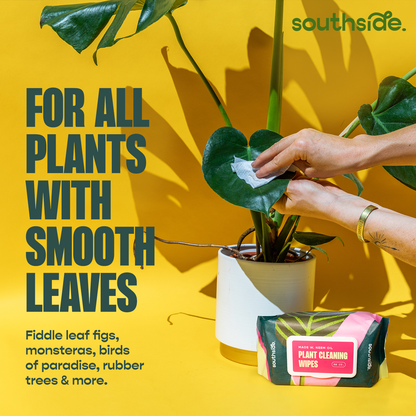 Houseplant Cleaning Wipes