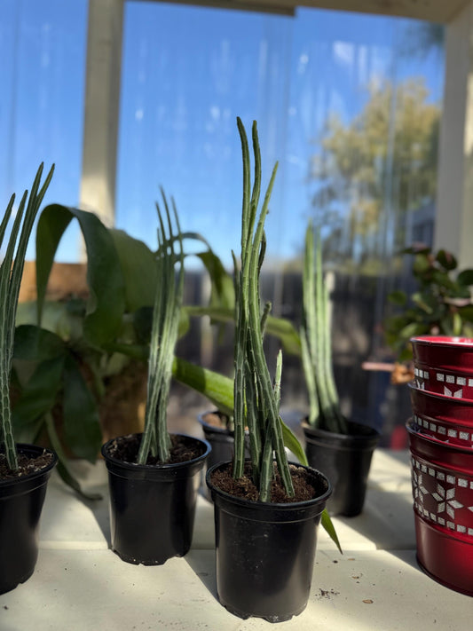 4" Pickle Plant - Senecio Stapleliiformis