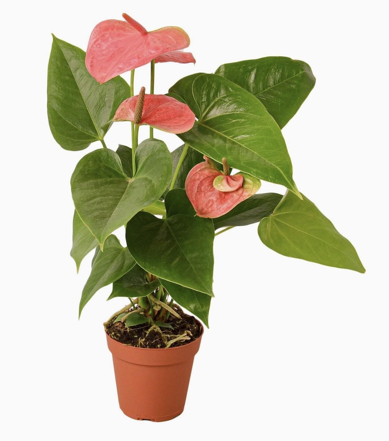 Anthurium Plant Gift Box for Mom | Mother’s Day Flowering Houseplant