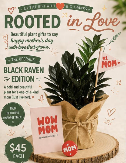 Black Raven ZZ  | Mother’s Day Plant | Gift for Plant Lover