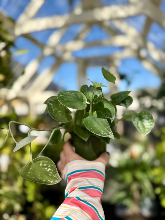 4" Satin Pothos