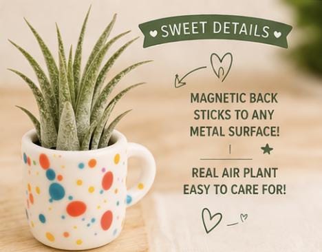 Mini Magnetic Air Plant Mug - Gift Bundle - Teacher Appreciation