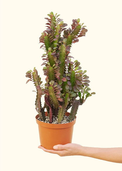 6" African Milk Tree Live Plant