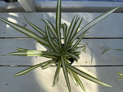 4" Spider Plant: White & Green Striped Leaves, Pet-Safe