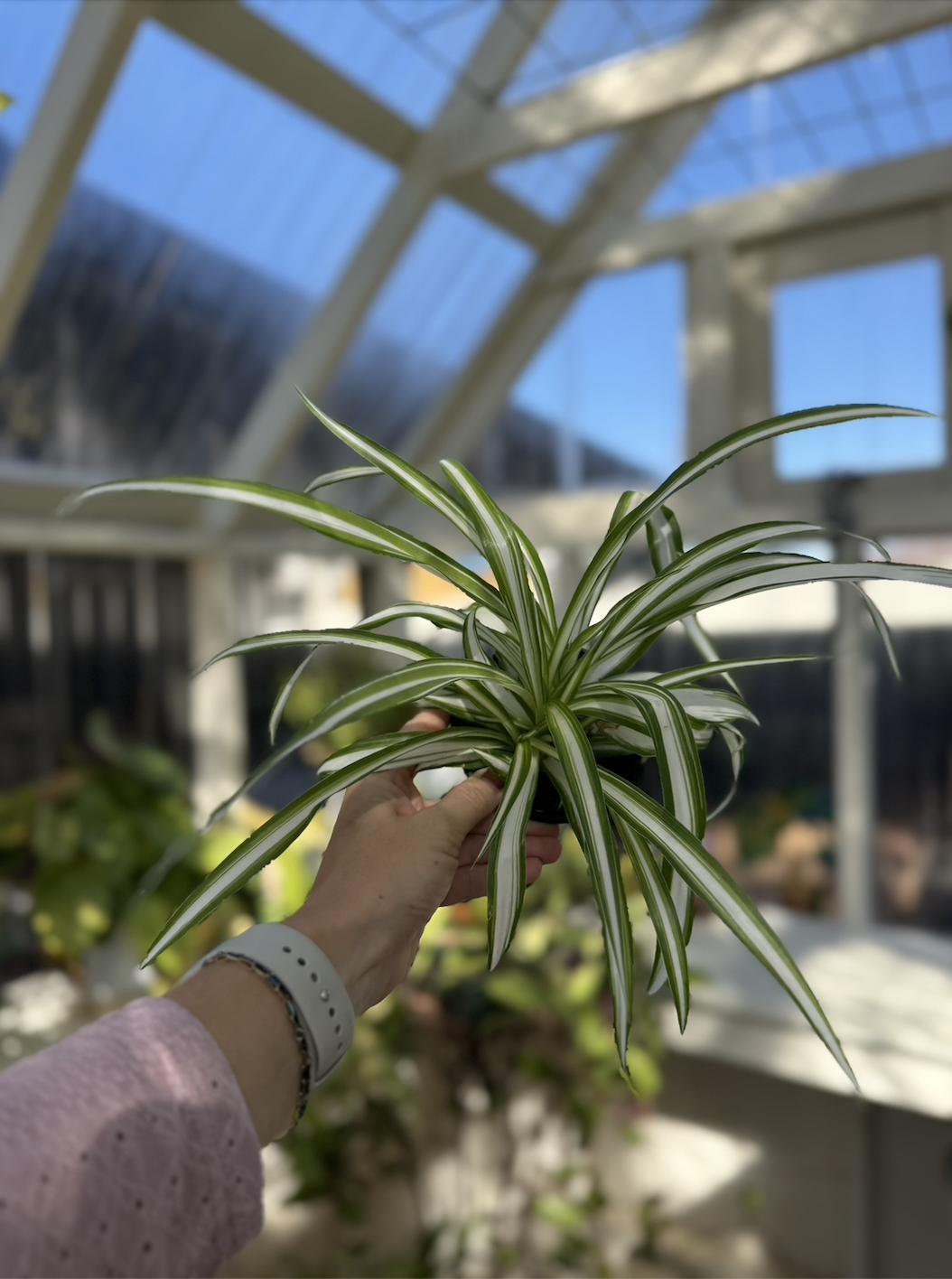 4" Spider Plant: White & Green Striped Leaves, Pet-Safe