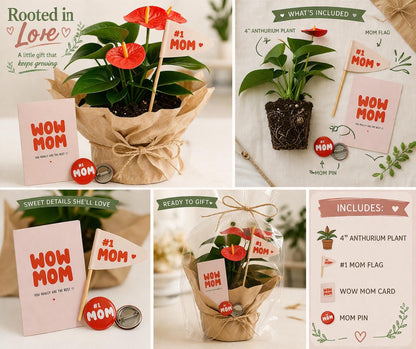 Anthurium Plant Gift Box for Mom | Mother’s Day Flowering Houseplant