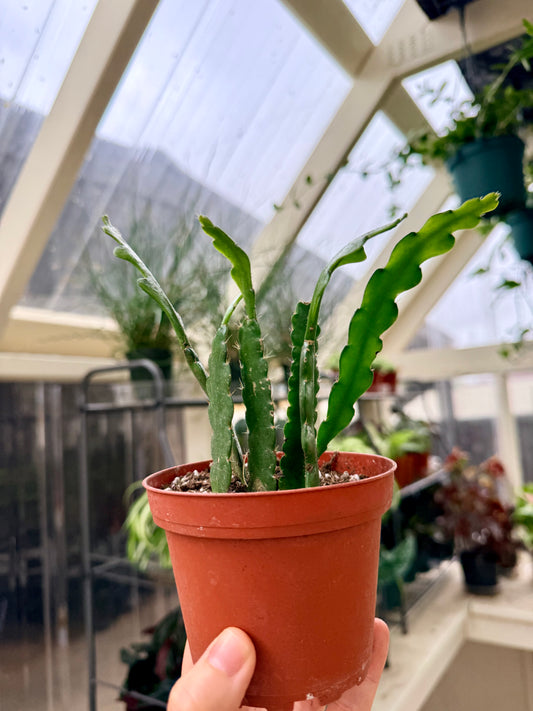 Ric Rac Cactus