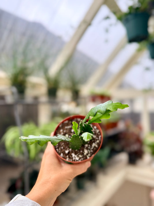 Ric Rac Cactus