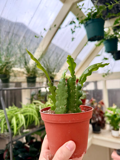 Ric Rac Cactus