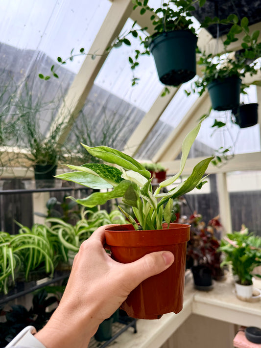 Philodendron Jose Bueno