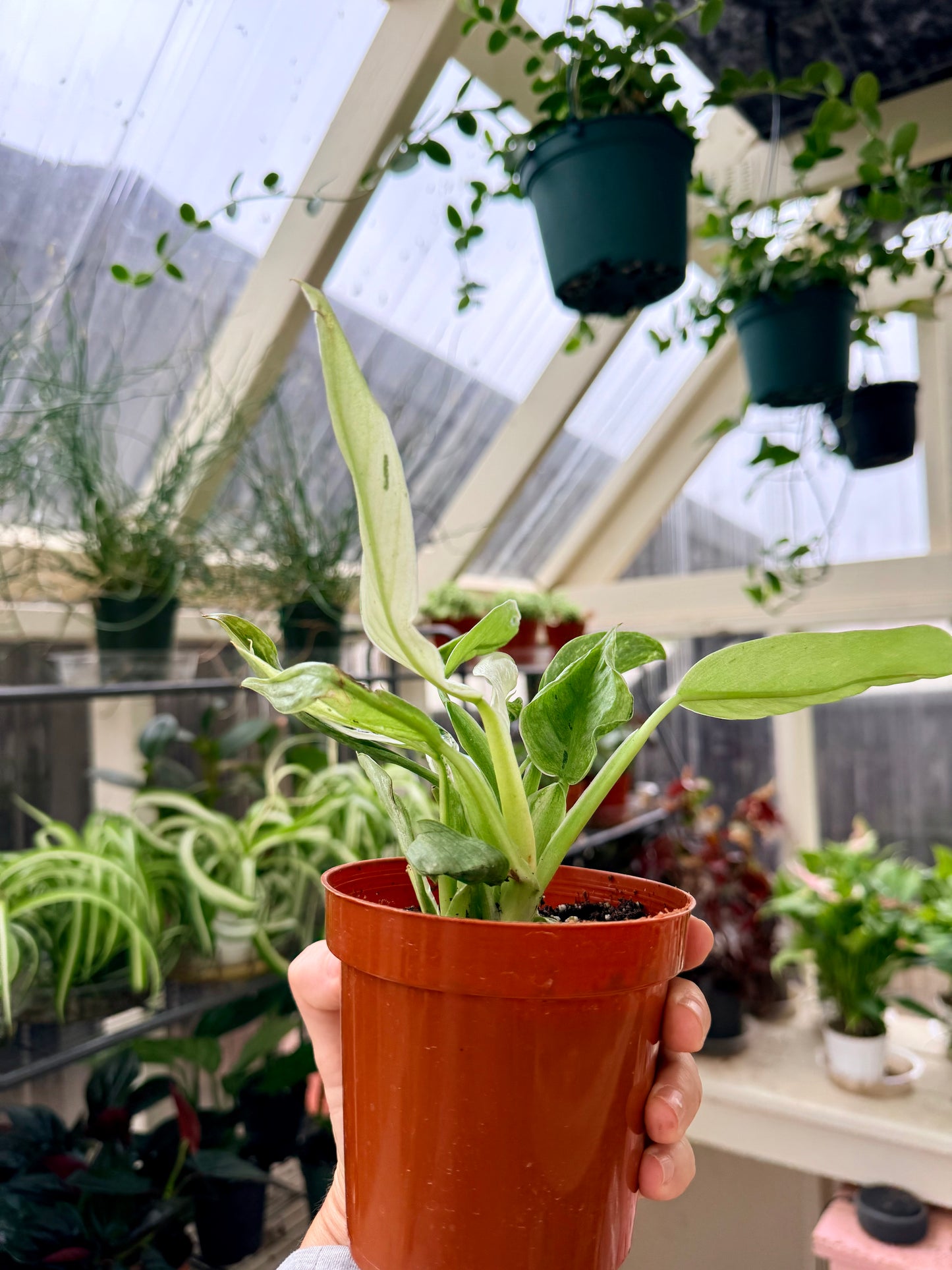Philodendron Jose Bueno