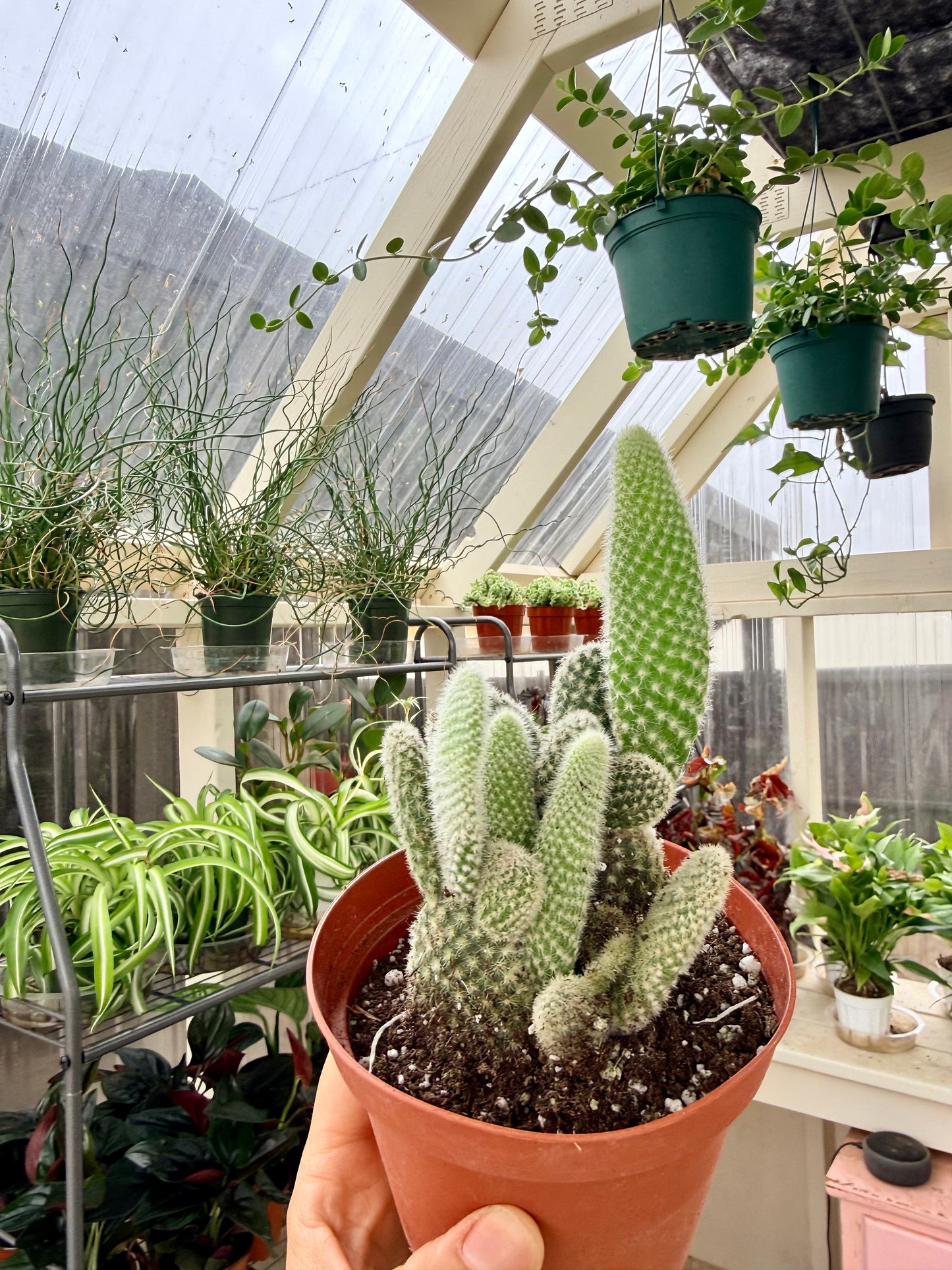 Bunny Ear Cactus