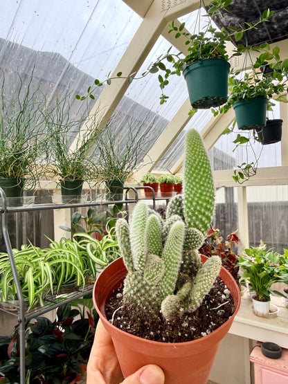 Bunny Ear Cactus