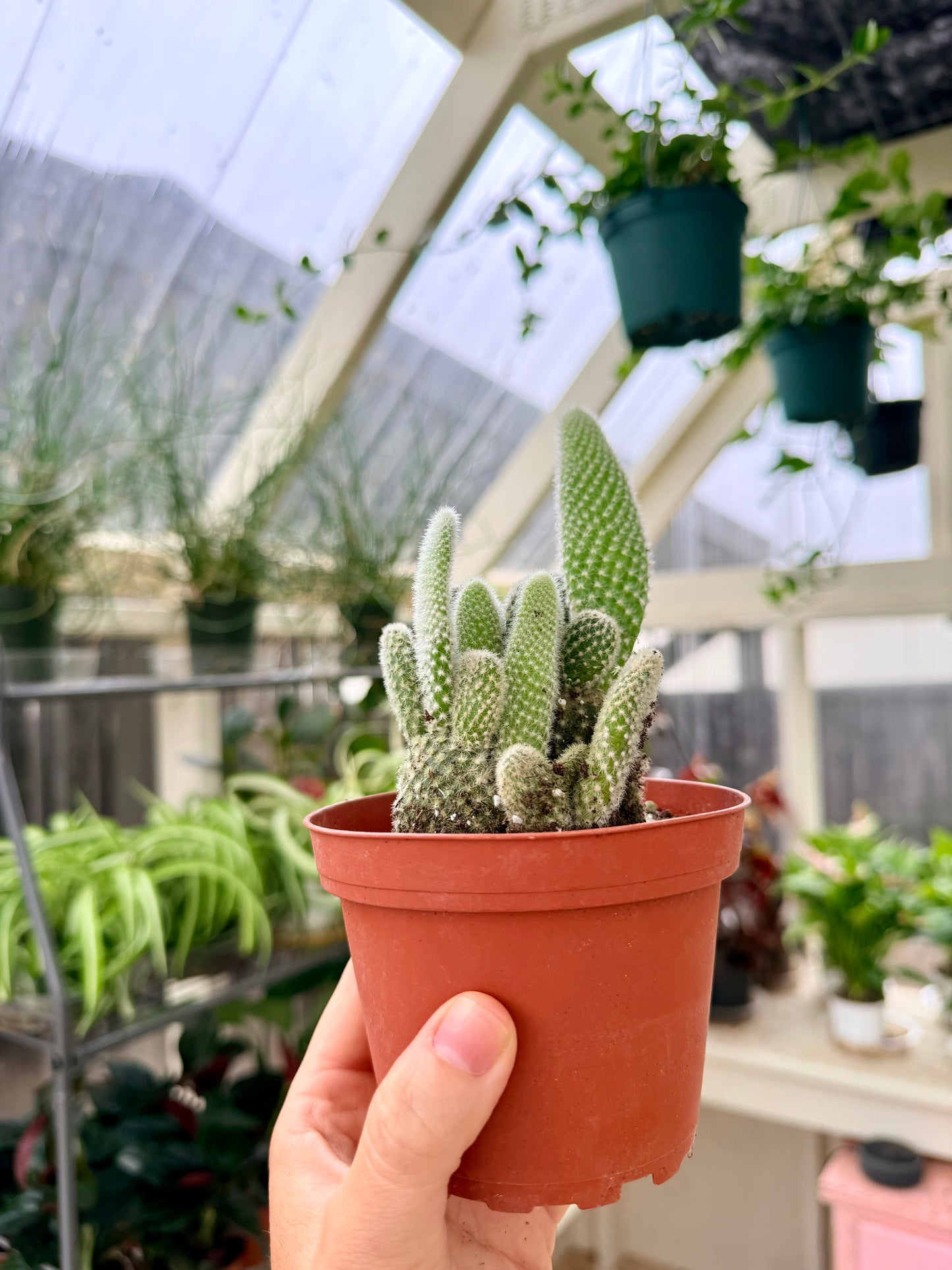Bunny Ear Cactus
